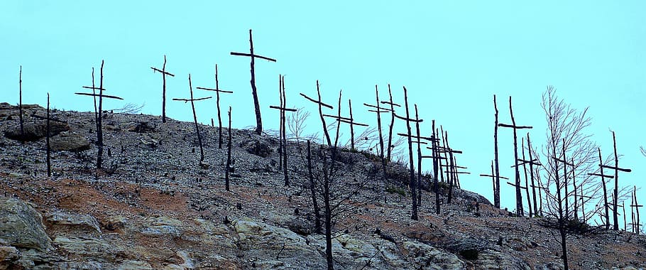 forest fire, burnt mountain, degradation, death, artistic crosses, firewood burned, sky, nature, day, low angle view