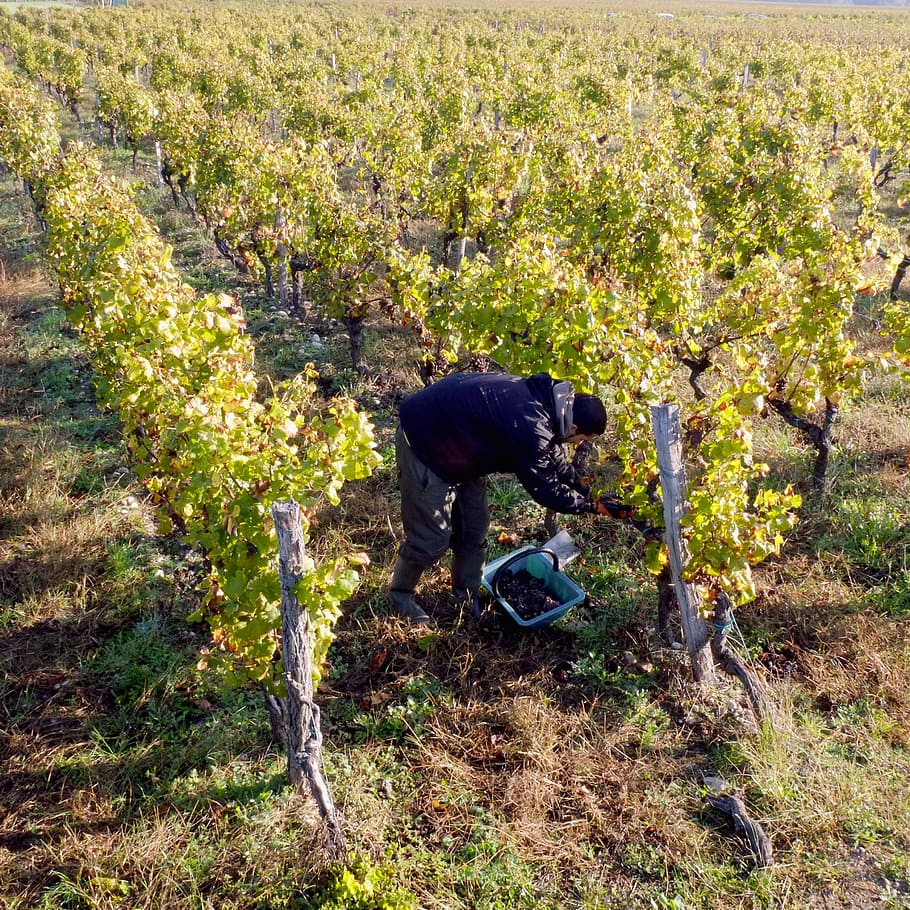 vines, a grape-picker, harvest, cérons, bordeaux, aqutaine, pf, pets, domestic, mammal