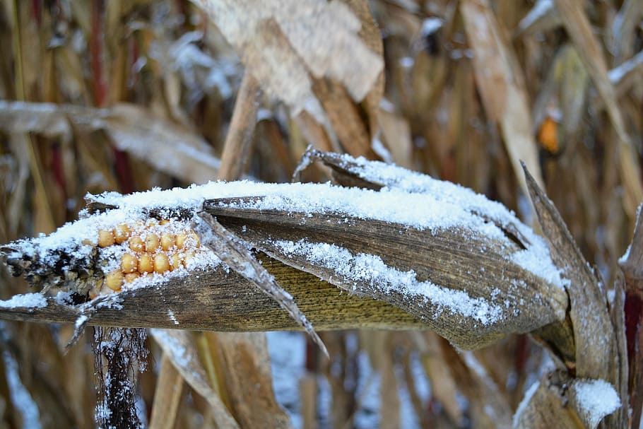 corn, covered, snow, corn on the cob, winter, frozen, agriculture, close, field, macro