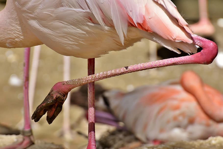 flamingo, feet, mud, bird, colorful, tierpark hellabrunn, munich, animal, animal themes, vertebrate
