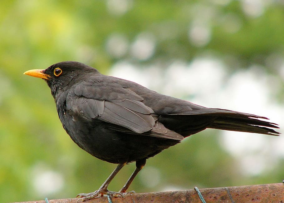 blackbird, black, wild life, bird, fly, wings, feather, wildlife, beak, wild