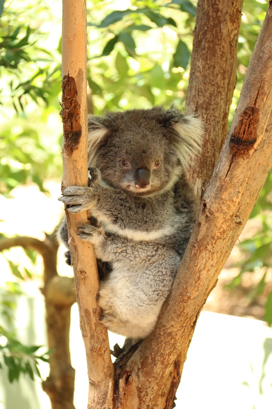 gray, koala, bear, tree, australia, koala bear, lazy bear, resting koala, animal, nature conservation