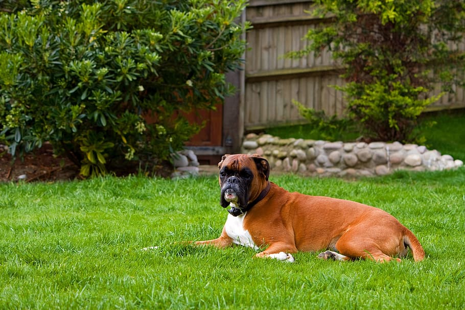 boxer dog, canine, pet, animal, breed, dog, boxer, beautiful, outdoors, relaxing