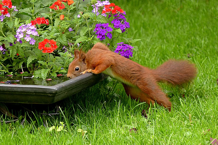 red, squirrel drinking water, pot, squirrel, sciurus vulgaris major, mammal, drink, garden, food, animal