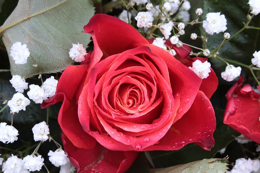 rose, rose bloom, gypsophila, red, fragrance, flower, romance, raindrop, rose - Flower, nature