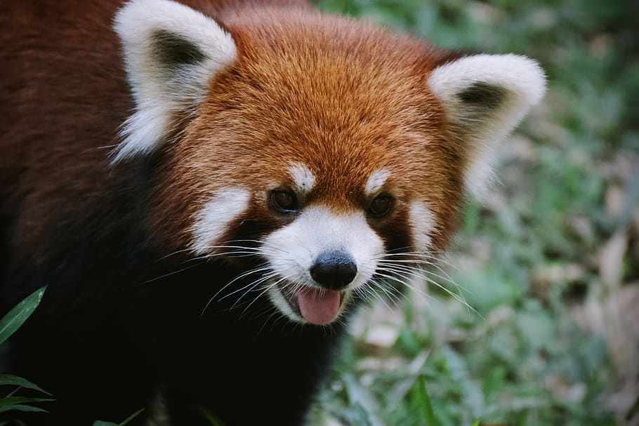 panda rojo, oso, lindo, china, naturaleza, animales, un animal, temas de animales, animal, fauna animal