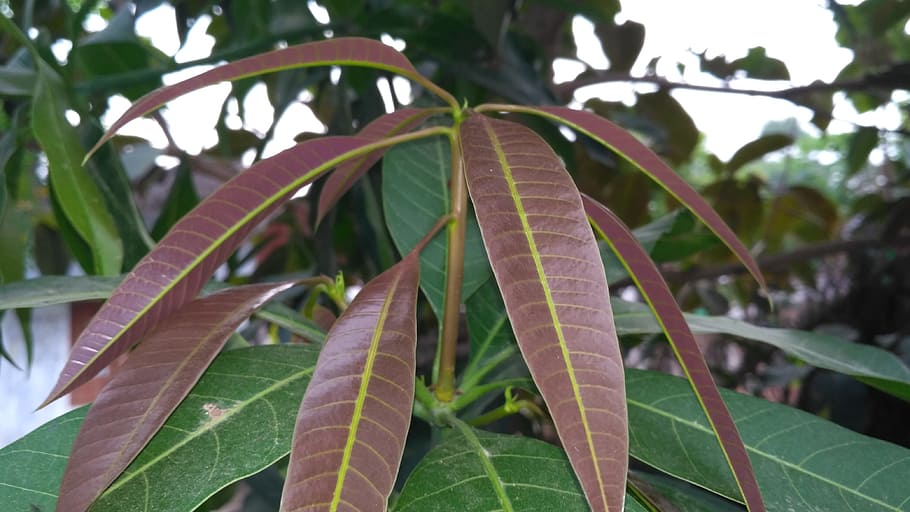 mango leaves, mango leaf, healthy, mango, leaf, nature, green, natural, leaves, india mango leaf