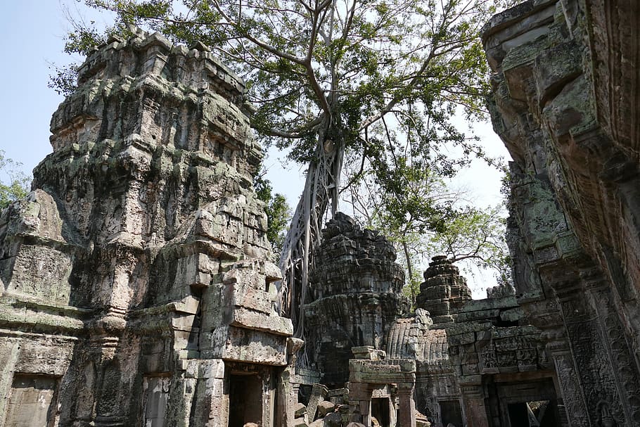angkor, angkor wat, cambodia, temple, asia, temple complex, historically, ruin, tree root, jungle