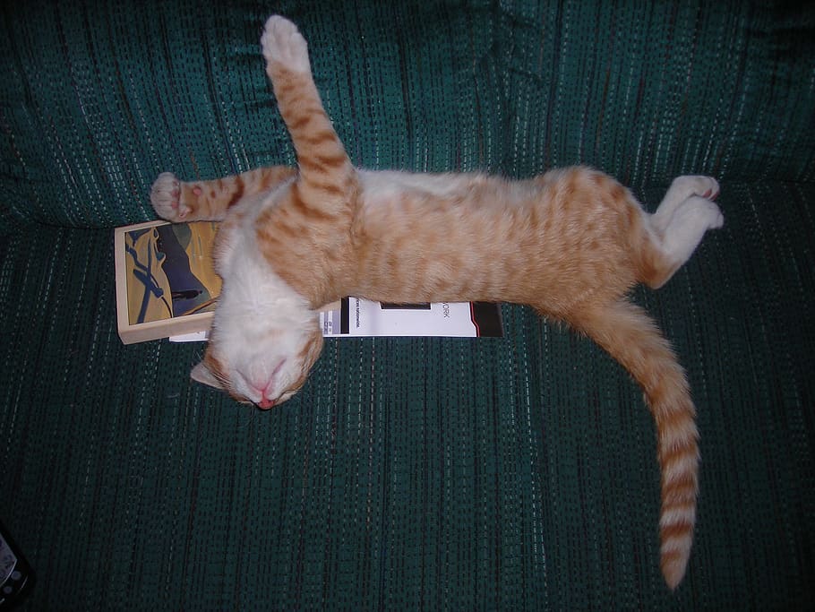 descanso, gatito, pereza, un gatito joven, duerme, libro, Mamíferos, gatos, felinos, domésticos