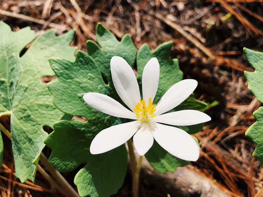 bloodroot, flower, wildflower, spring, white, nature, plant, flowering plant, beauty in nature, freshness