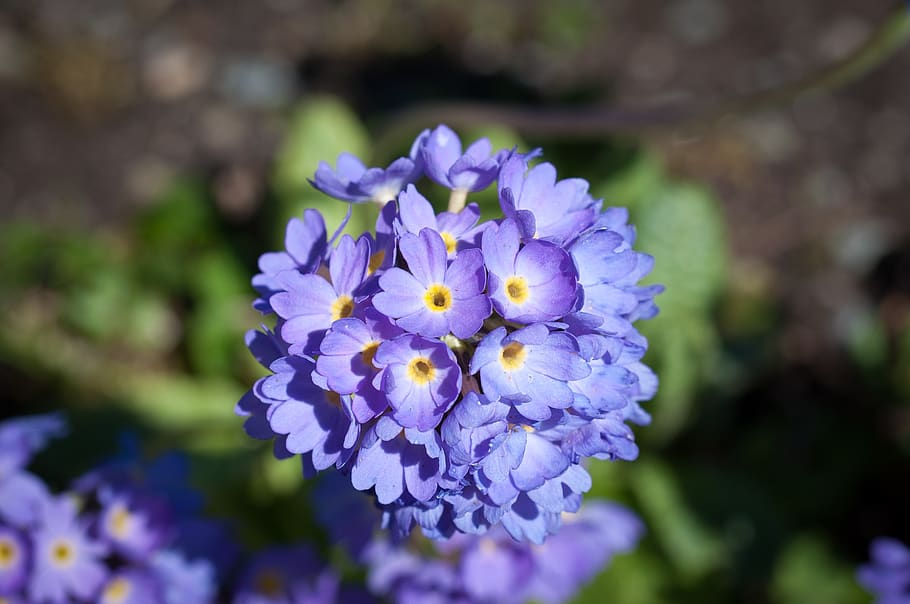 primrose, flower, flowers, blue flower, blue, blue flowers, close up, drumstick, garden, nature
