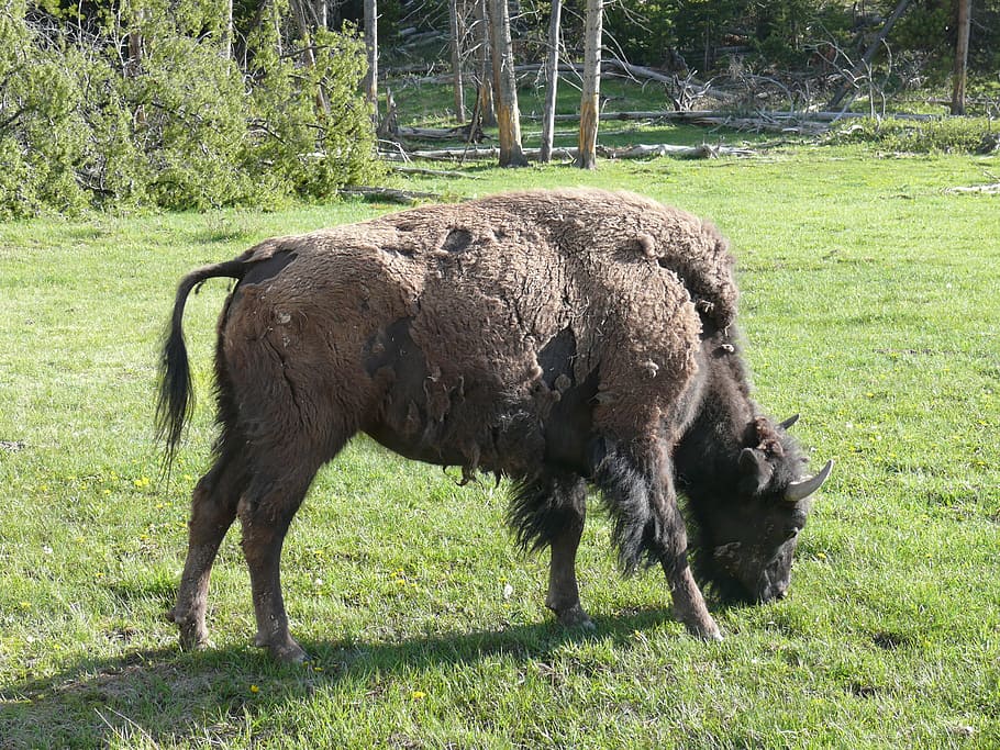 Bison, American Buffalo, Wildlife, nature, wild, national park, one animal, grass, animal themes, animal wildlife