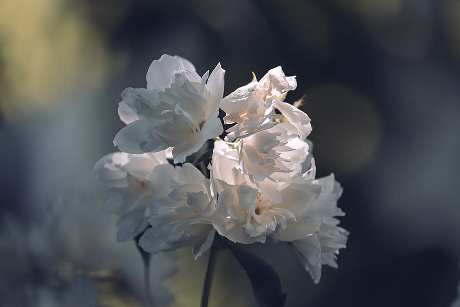 scent of jasmine, philadelphus erectus, jasmin, white, light, lit up, flower, flowers, bush, ornamental shrub