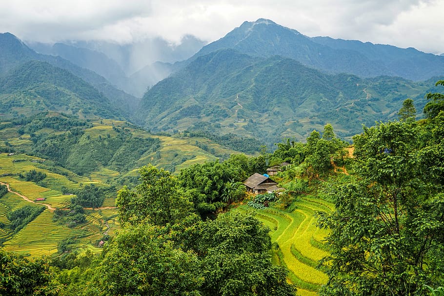 rice fields, step, small apartment, mountains, scenics - nature, mountain, plant, beauty in nature, growth, agriculture