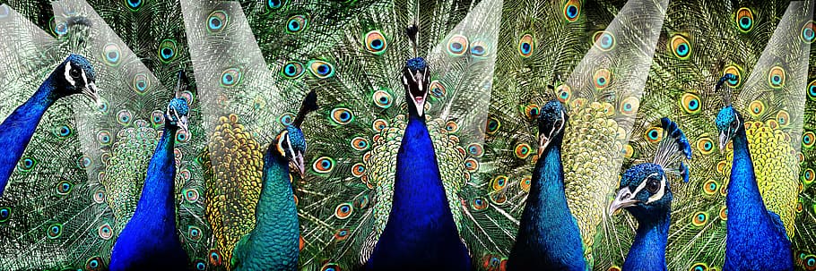 indian peafowl, digital, wallpaper, Peacock, Pride, Stage, Bird, Feather, stars, star