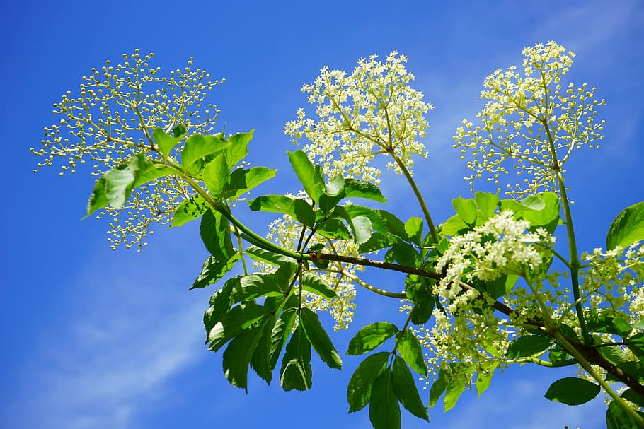 putih, kelopak bunga, biru, langit, elderberry hitam, elderflower, cabang, perbungaan, penatua, sambucus