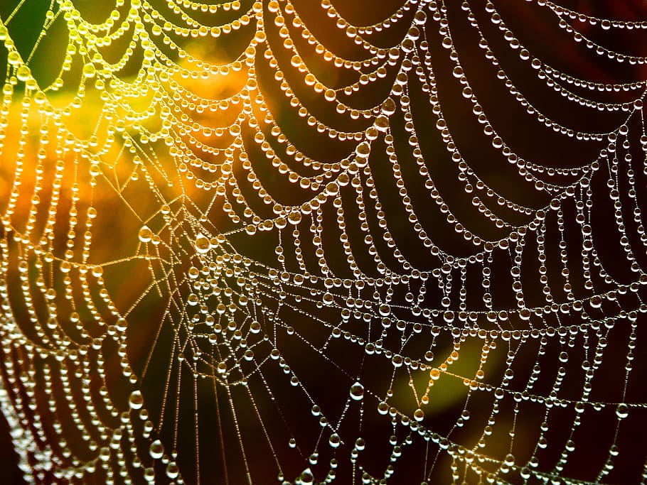 spiderweb with dew, network, cobweb, dewdrop, drop of water, lichtspiel, close-up, nature, full frame, animal wildlife