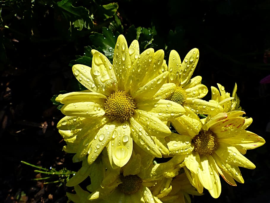 Asters, Close, Raindrop, Plant, flower, petal, flower head, fragility, yellow, flowering plant