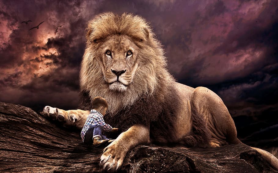 Niño y león, mamífero, vida silvestre, león, gato, animal, salvaje, naturaleza, depredador, cabeza