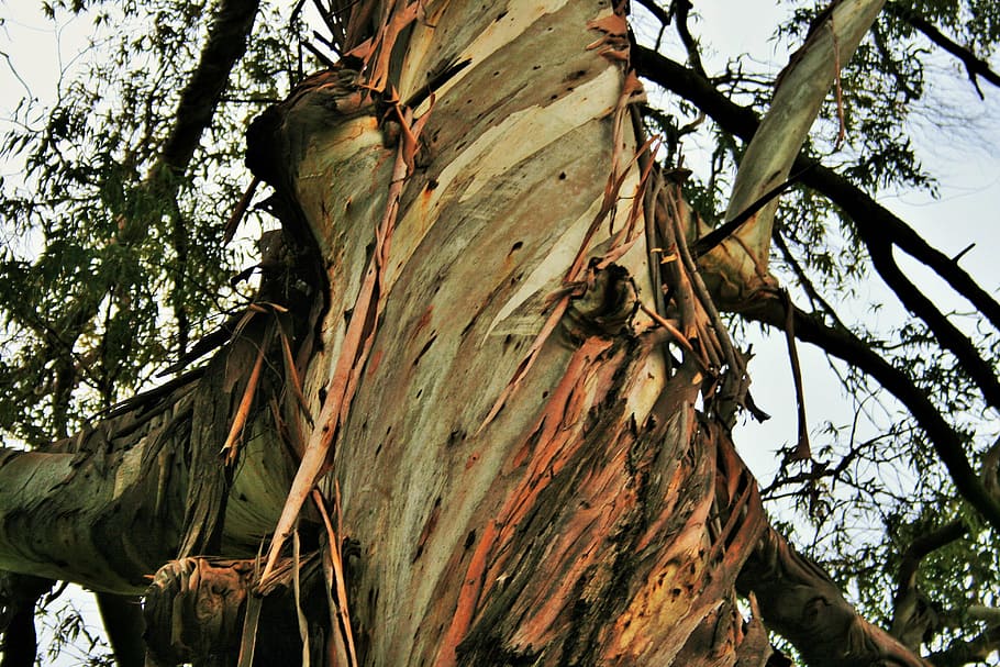 eucalyptus tree, tree, trunk, eucalyptus, bark, strips, frayed, plant, low angle view, tree trunk