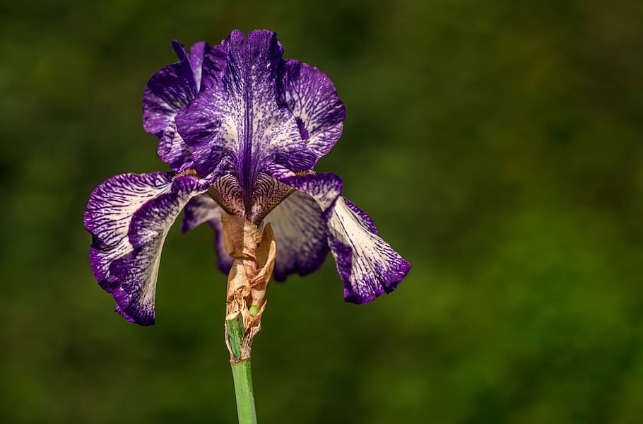 fotografi jarak dekat, ungu, anggrek ngengat, warna, bunga, biru bunga iris, taman, musim semi, alam, kelopak