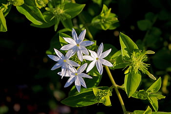 Página 3 | Fotos flores de jazmín blanco libres de regalías | Pxfuel