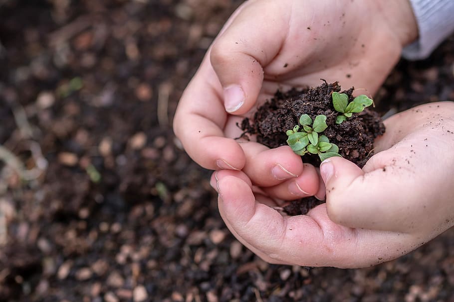 person, holding, green, plant, soil, seedlings, seed, children's hands, growth, at the beginning