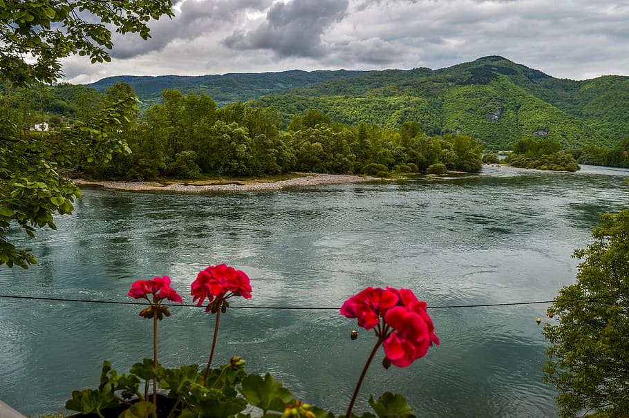 serbia, drina, river, flowers, view, nature, tara, mountain, plant, water