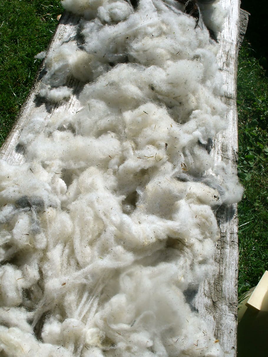 raw wool, pure new wool, sheep's wool, washed, nature wool, sheep, schur, bio, commodity, schäfer