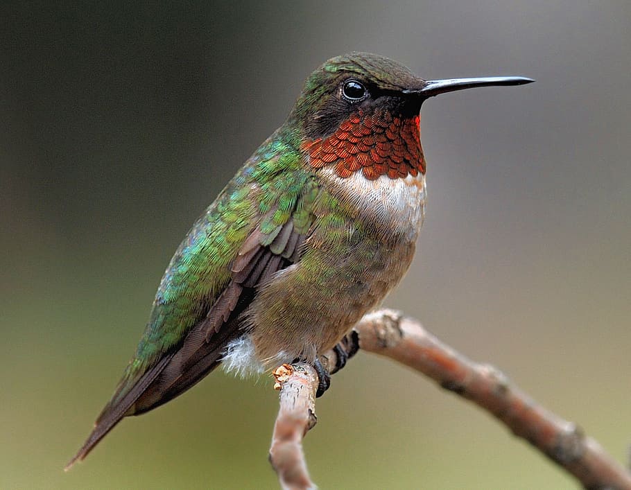 green, brown, bird, branch, humming bird, humming, nature, hummingbird, flight, wing