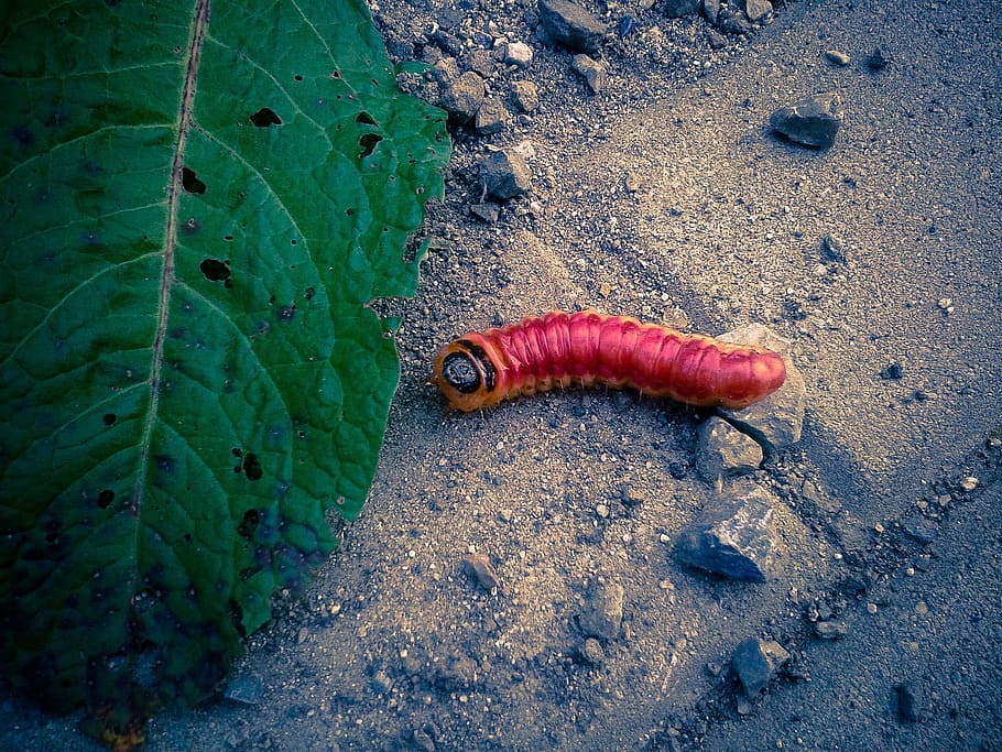 worm, leaf, red, red worm, ground, green, garden, park, insect, nature