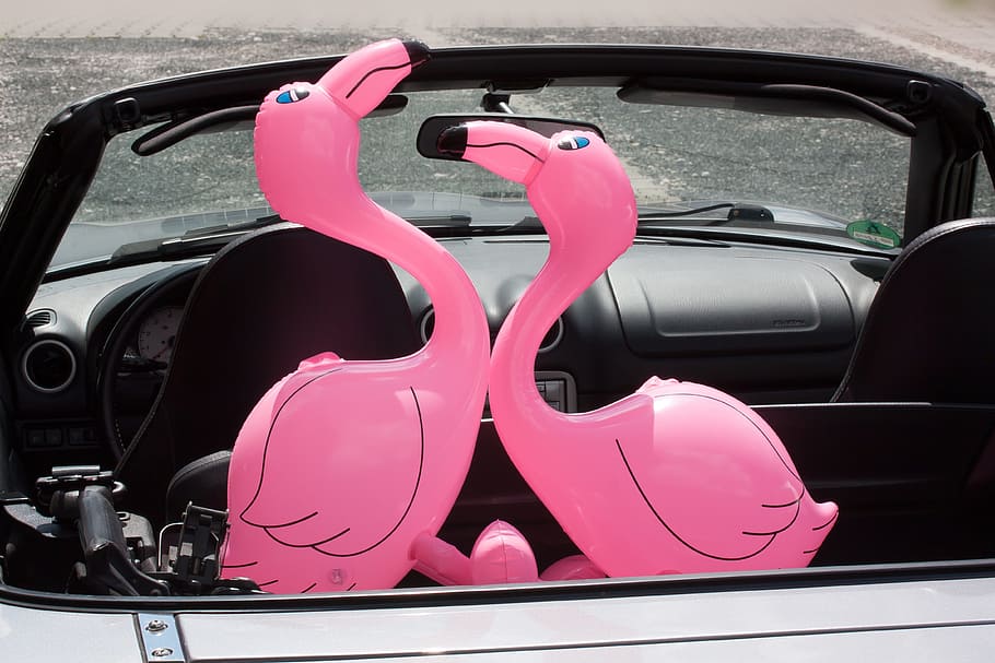 flamingo, inflatable, pink, romantic, lovers, auto, cabriolet, holiday, vacation beginning, travel
