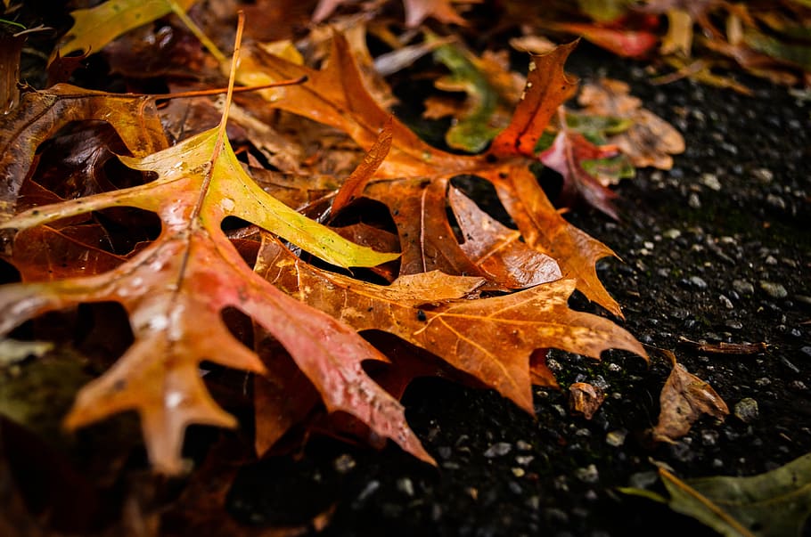 autumn, fall, leaves, falling leaves, nature, beautiful british