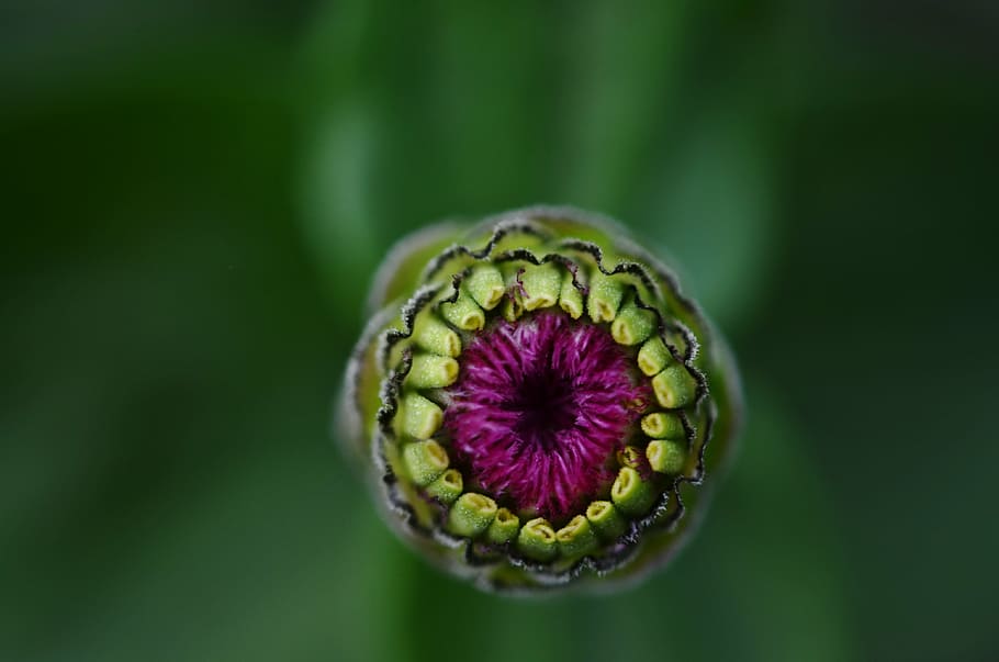 selective, focus photography, purple, flower bud, sun hat, bud, flower, plant, basket flower greenhouse, asteraceae