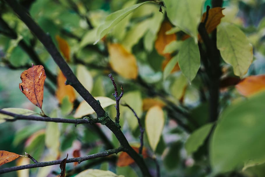 daun, pohon, Close-up, closeup, hijau, cabang, alam, musim gugur, di luar ruangan, tanaman