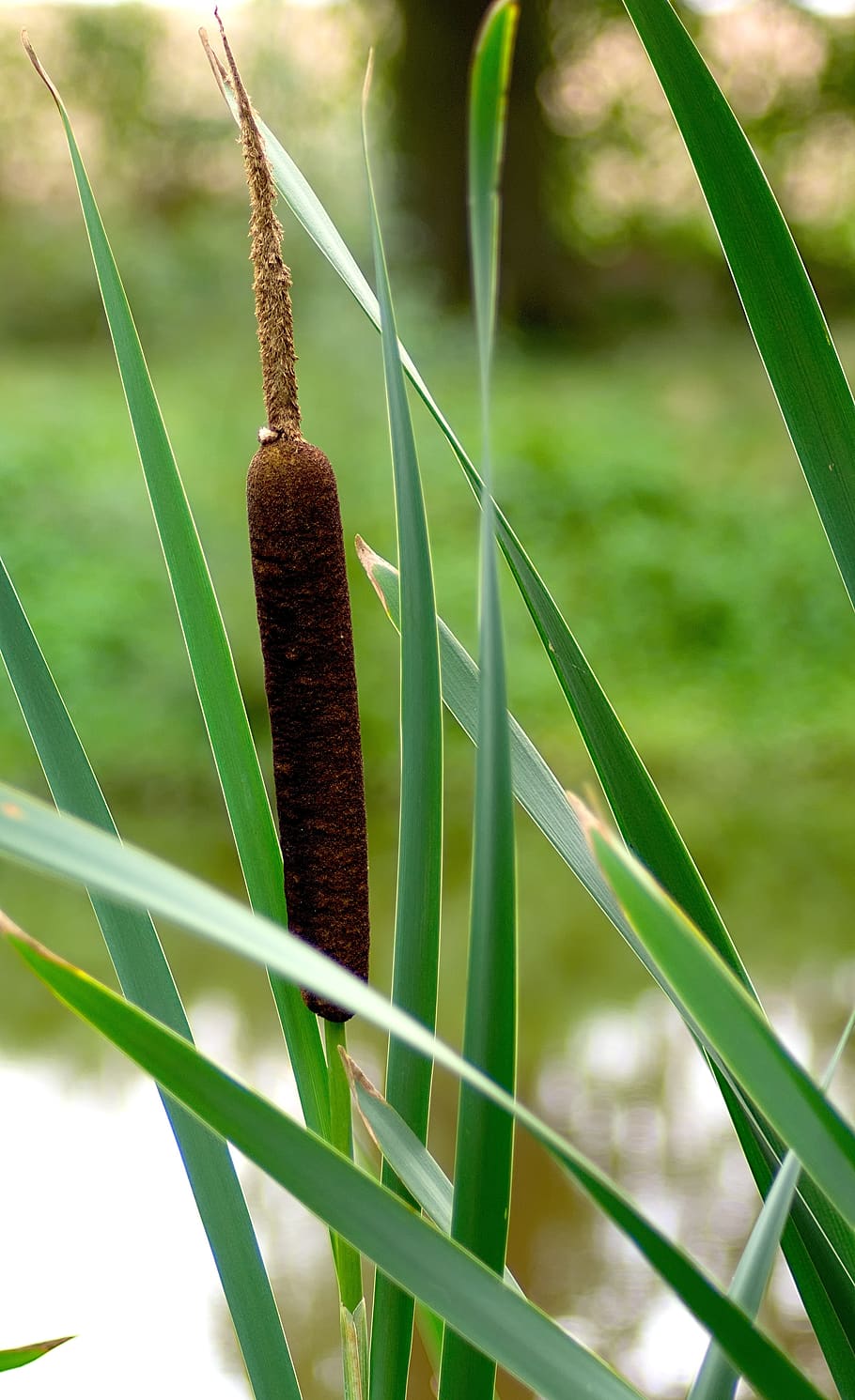 cattail, reed, marsh plant, wetland, tube piston greenhouse, plant, growth, close-up, green color, focus on foreground