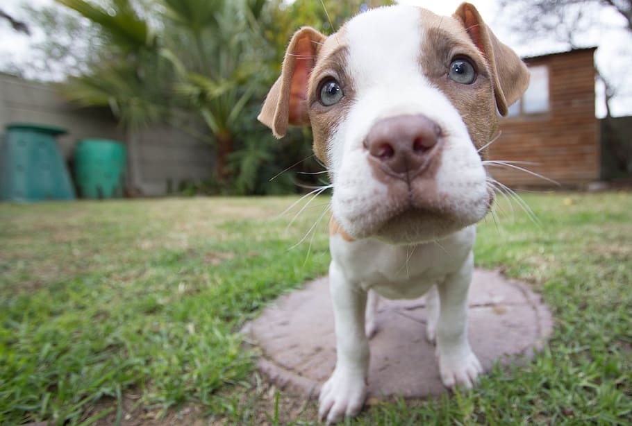 bronceado, blanco, american pit bull terrier, primer plano, fotografía, perrito, pitbull, perro, gran angular, pitt bull