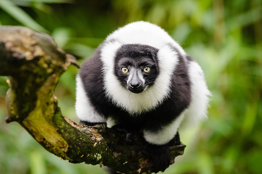 Black, white, Ruffed Lemur, animal, tree, branch, animal themes, one animal, mammal, animal wildlife