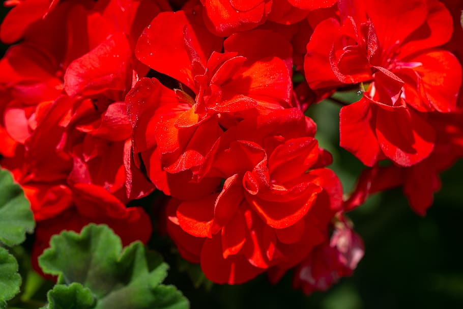 gerânio, vermelho, gerânio vermelho, flores, flores vermelhas, flor, flor vermelha, fechar-se, pétalas, planta de varanda