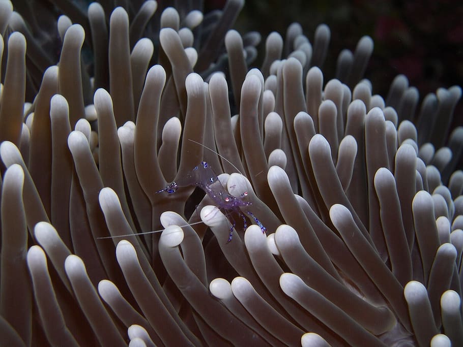 white coral lot, anemone, immersion, sulawesi, walea, animals in the wild, marine, sea life, water, animal wildlife