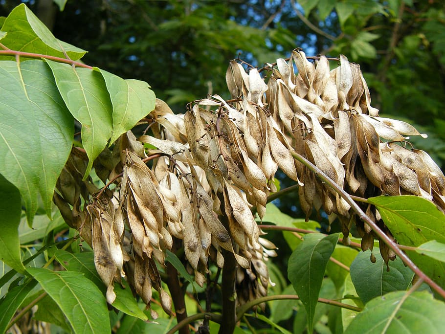 Tree Of Heaven Fruit : Tree Of Heaven Invasiveness Immigration And Racism Skinny In A Land Of Plenty - Photo by gary huntzinger, rutgers njaes cooperative extension.