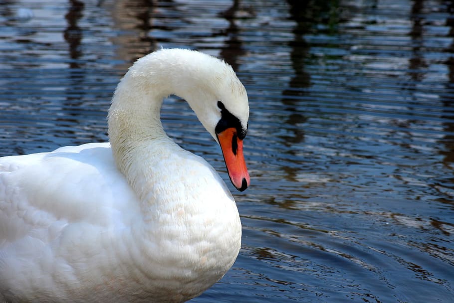 swan, bird, amp shipping, water, figure, white, plumage, beautiful, water bird, animals