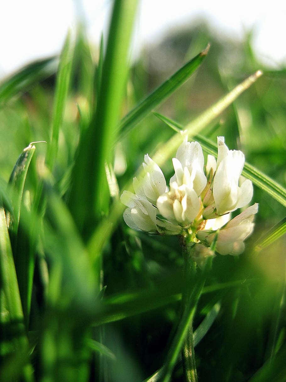 Clover, Flowers, Grass, Nature, Green, plant, flower, springtime, green Color, close-up
