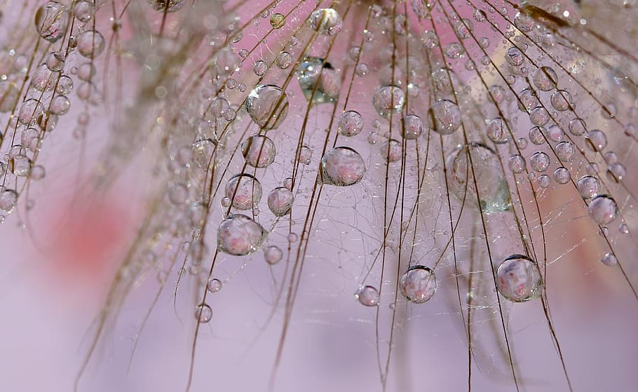 dandelion, drops, water, macro, grass, nature, refractive, close-up, plant, drop