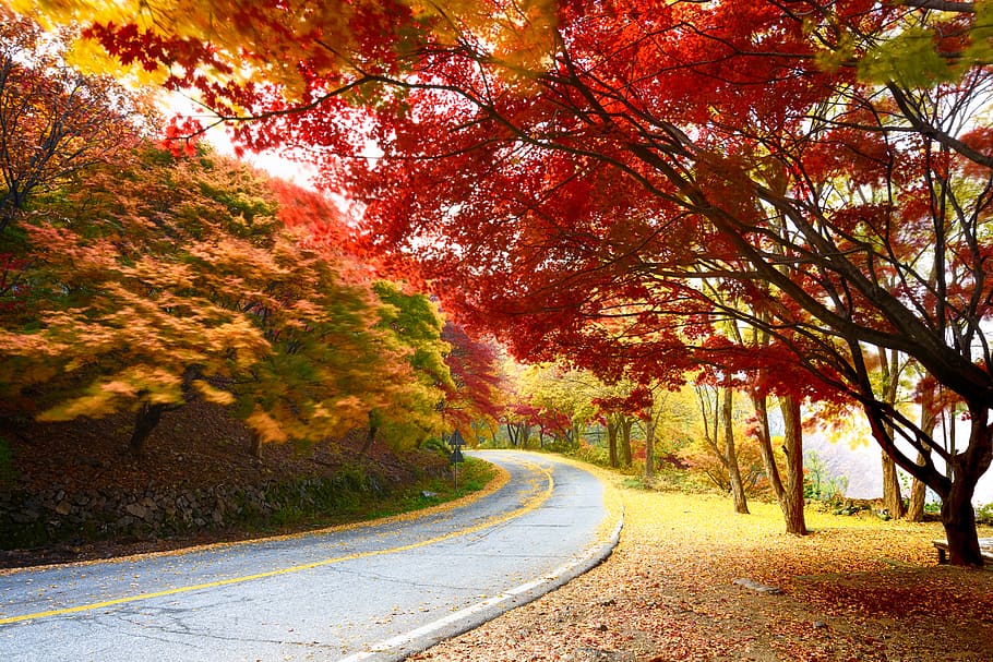 autumn, in autumn, gil, autumn leaves, gapyeong, clean flat, bright, senjogahara, leaves, dating course