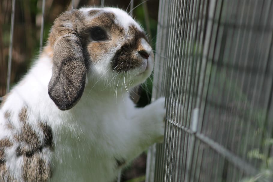 Rabbit, Cute, Fence, Prison, get me out, cage, animals, one animal, animal themes, day
