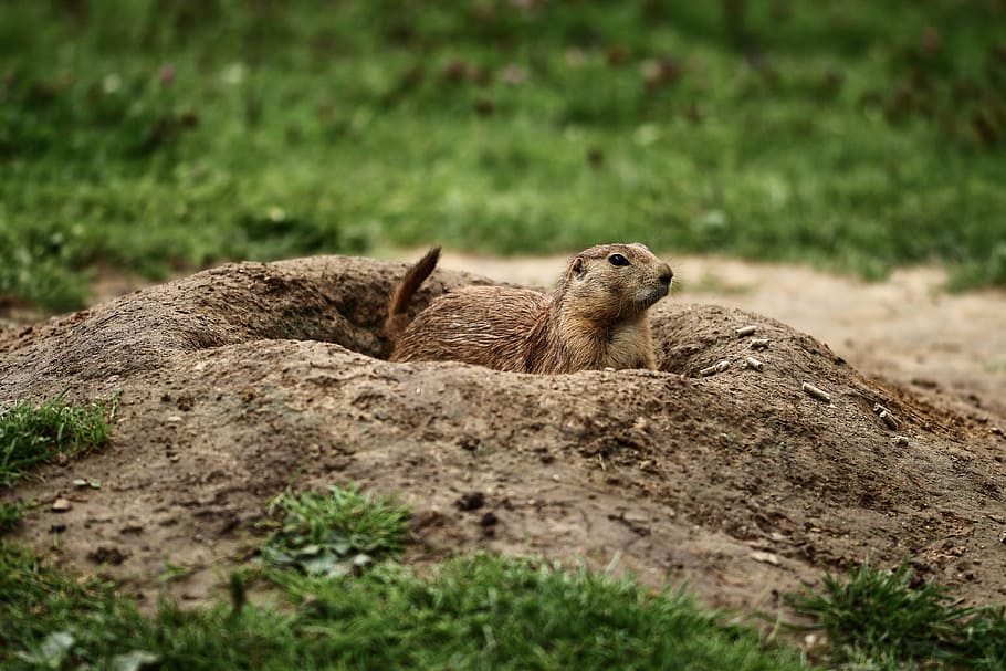 prairie dog, animals, wildlife photography, zoo, nager, nature, cynomys, gophers, rodents, cute