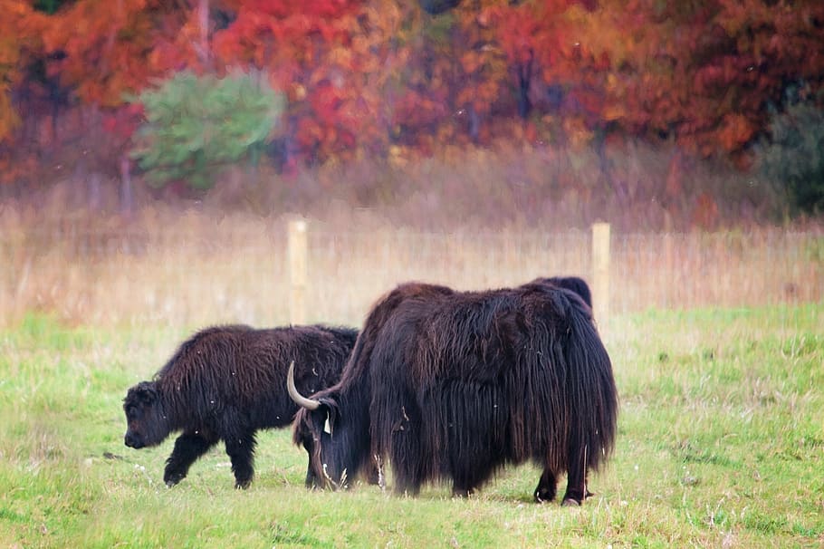 two, brown, yaks, eating, grass field, buffalo, fall, autumn, field, colorful