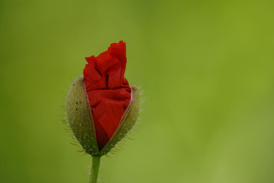 selective, focus photography, red, poppy flower, flower, poppy, crumpled up, hatching, petals, spring