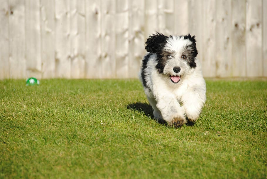 Dog, Sheepdog, Puppy, Adorable, Furry, running, polish, pets, border collie, grass